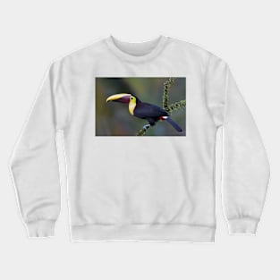 Black-Mandibled toucan - Costa Rica Crewneck Sweatshirt